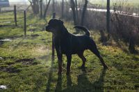IMG_4356