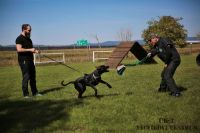 IMG_8604
